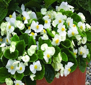 бегония вечноцветущая  (зеленая листва) begonia sempreflorens